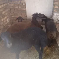 بره افشار|حیوانات مزرعه|حبیب آباد, |دیوار