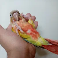 دو عدد گرینچیک دستی