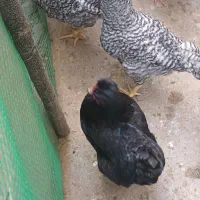 خروس آمروک نژاد آمریکایی