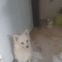 سگ شیتزو اروم حرف گوش کن بازی گوش