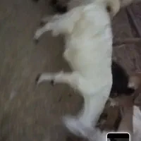 فروش گوسفند|حیوانات مزرعه|جناح, |دیوار