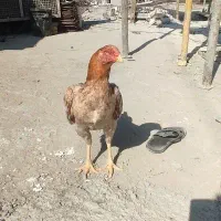 مرغ برزیلی ذات دار