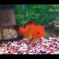 گلفیش با گرید عالی و رنگ درجه ۱|ماهی|تهران, باغ خزانه|دیوار