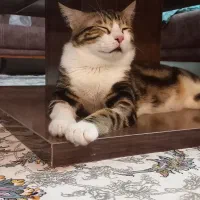 گمشده** مژدگانی ۱۰ میلیون|حیوانات|الوند, |دیوار