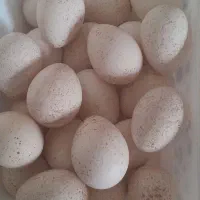 تخم بوقلمون نطفه دار