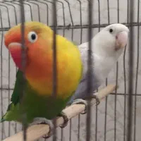 طوطی برزیلی