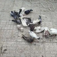 کفتر