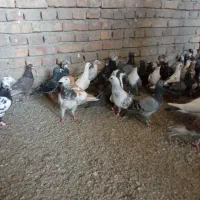 کفتر فروش|پرنده|سراوان, |دیوار