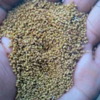 بذر یونجه|گل و گیاه طبیعی|پارس‌آباد, |دیوار