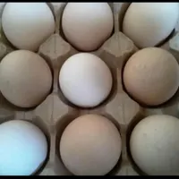 تخم مرغ محلی تازه