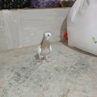 کبوتر|پرنده|جغتای, |دیوار