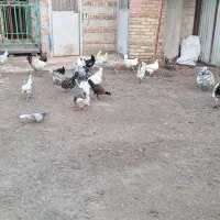 مرغ گلین لری اصل طبیعی|حیوانات مزرعه|پارسآباد, |دیوار