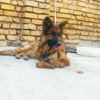 سگ ماده جهت جفت زدن نر فقط با سگ مثل  خودش یا بلک