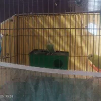 مرغ عشق|پرنده|شیراز, پارک کوهستانی بوستان|دیوار