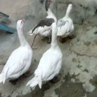 غاز