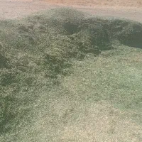 یونجه درجه یک