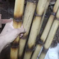 چوب بامبو