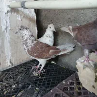 کفتر نر|پرنده|قم, سید معصوم|دیوار