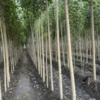 نهال صنوبر درجه یک، پایه اصلی صنعت چوب ایران