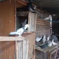 کلوی کفتر  در هم نژاد  اصیل|پرنده|گنبد کاووس, |دیوار