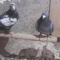 کبوتر رنگی .مسافتی|پرنده|بوئین زهرا, |دیوار