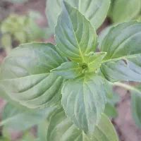 ریحان سرگل ارگانیک