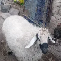 قوچ دورگ|حیوانات مزرعه|زابل, |دیوار