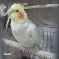 عروس هلندی ماده مرواریدی