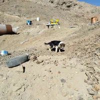 سگ سرابی|سگ|خوسف, |دیوار