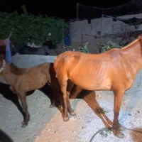 کره اسب زیبا دره شوری