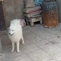 مفقود شده