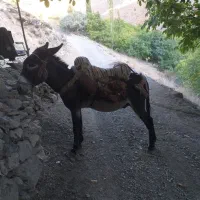 الاغ نر خر|حیوانات مزرعه|سنندج, |دیوار