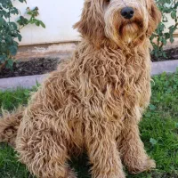گلدن دودل ماده فحل