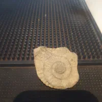 فصیل و شهاب سنگ