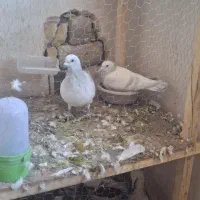 نروماده شامی