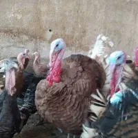 تخم نطفه دار بوقلمون از نژاد مرغ و خروس سنگین وزن|حیوانات مزرعه|سیرجان, |دیوار