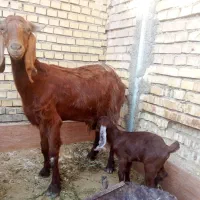 بز مطفل|حیوانات مزرعه|خرمشهر, |دیوار