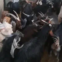 فروش ۱۵راس کهره نر کیلو ۲۹۰هزارتومان