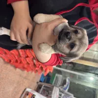 توله اشپیتز