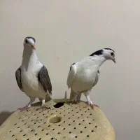 دو عدد کبوتر چادری|پرنده|کرج, آق تپه|دیوار