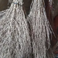 جارومحلی فروشی
