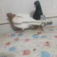 سینه ...|پرنده|بجنورد, |دیوار