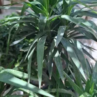 گل طبیعی آپارتمانی یوکا بونسای شده ریشه پر فقط