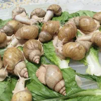 خاویار حلزون و حلزون