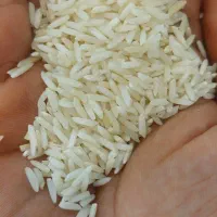 فروش برنج هاشمی درج یک|خوردنی و آشامیدنی|رشت, عینک|دیوار
