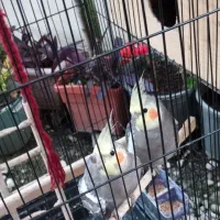 یک جفت عروس هلندی  نر و ماده