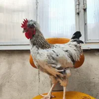 دوعدد خروس ابلق خال‌دار و یک سفید۸ماهه سرحال وسالم