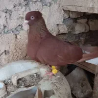 کبوتر