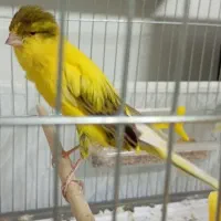 قناری انواع فنچ سره
