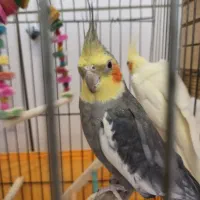 عروس هلندی مولد|پرنده|رباطکریم, رباطکریم|دیوار